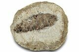 D Oligocene Aged Fossil Pine Cone - Germany #301356-1